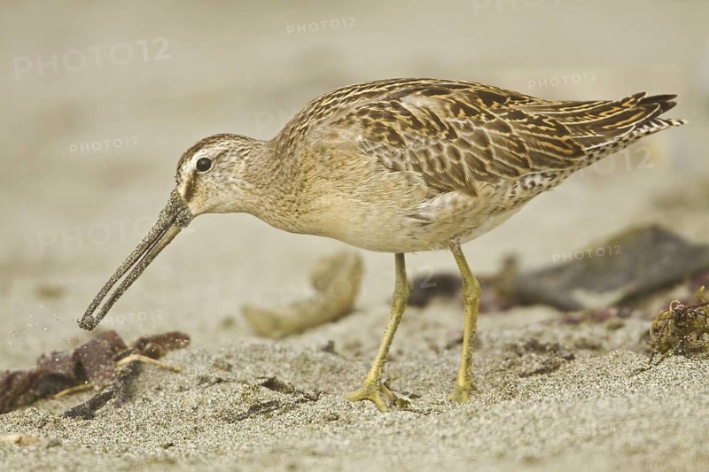 Short-billed Dowitcher (Limnodromus griseus), Washington, USA
