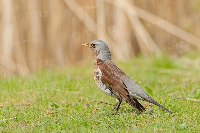 Fieldfare (Turdus pilaris) standing on green grass in spring meadow, alert and searching for food, Poland