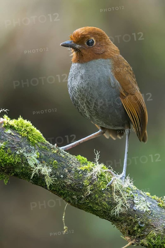 Bicolored Antpitta (Grallaria rufocinerea) perched on a branch in Colombia, South America