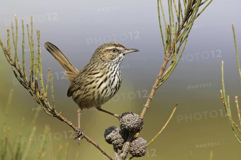 Rufous Fieldwren (Calamanthus campestris winiam), Victoria, Australia