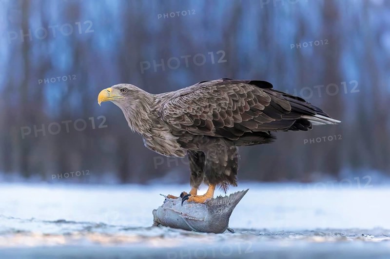 White-tailed eagle (Haliaeetus albicilla) adult bird on the water and on the ice, hunting, foraging, lake landscape, prey, hunting, waterfowl fleeing, male and female, pair, carp eating, fish caught, heron fleeing, cormorant, catches, geese, flight, bird of prey, watery landscape, Hortobágyi Nemzeti Park, Hungary
