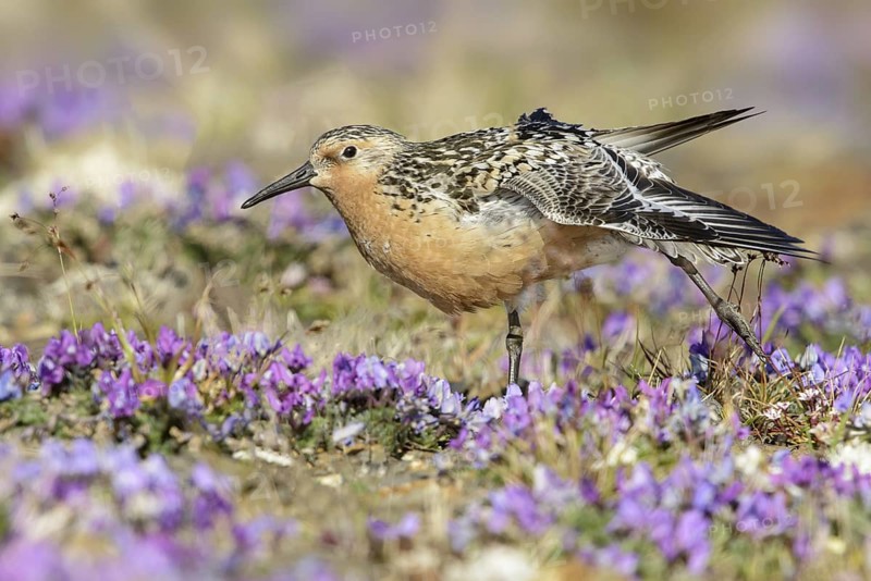 Red Knot (Calidris canutus), Alaska, USA