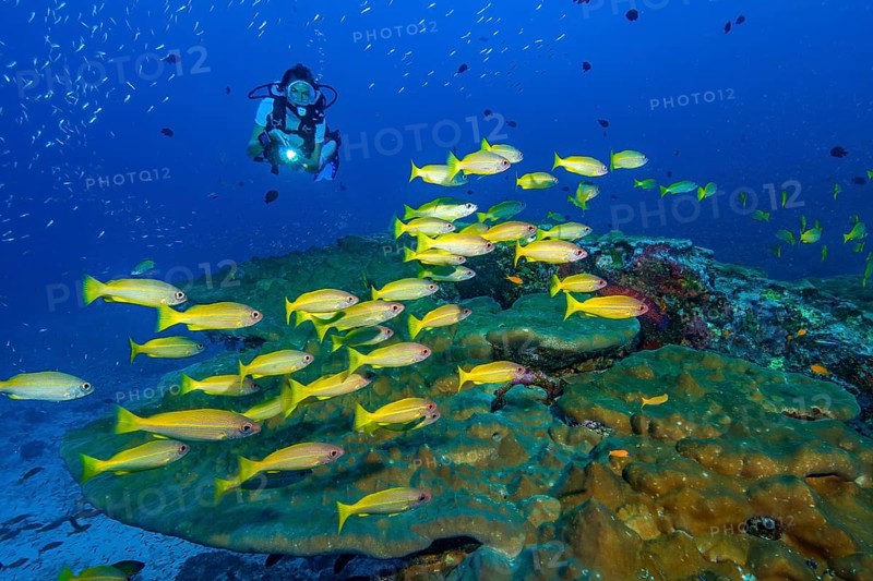 Underwater photo of diver swimming towards illuminated small shoal of Common Snapper (Lutjanus lutjanus), Indian Ocean, Andaman Sea, Phuket, Thailand