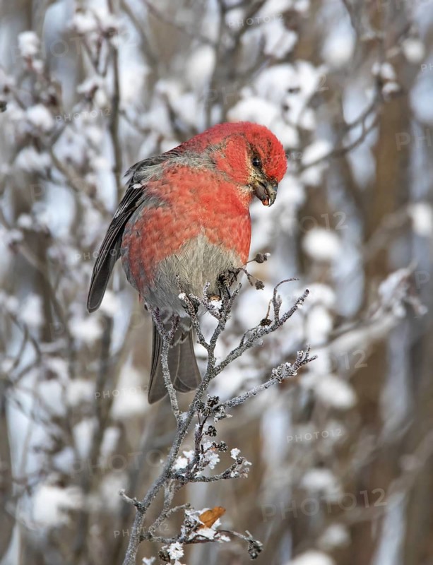 Pine Grosbeak (Pinicola enucleator) male, Saskatchewan, Canada