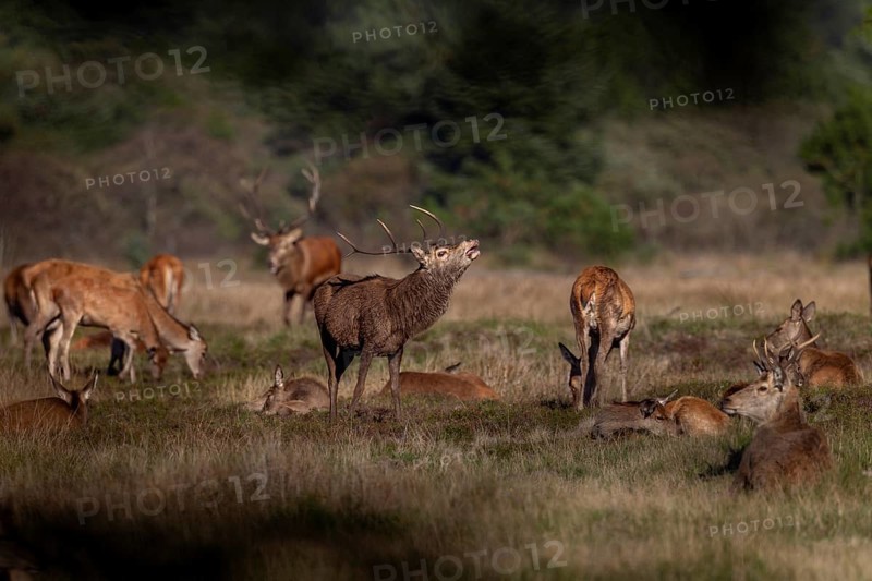 A red deer (Cervus elaphus) tests the mating readiness of a doe that has recently lain in this spot, this behaviour is called flehmen, abnormal, rutting season, deer rut, October, Denmark
