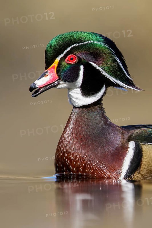Wood Duck (Aix sponsa) swimming in a pond in Victoria, BC, Canada