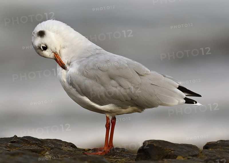 Black-headed Gull (Chroicocephalus ridibundus), Asturias, Spain