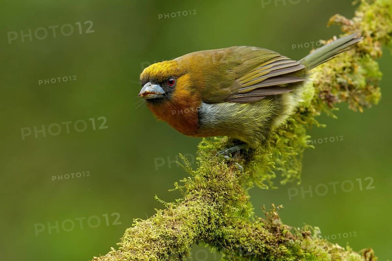 Prong-billed Barbet (Semnornis frantzii) perched on a branch in Costa Rica