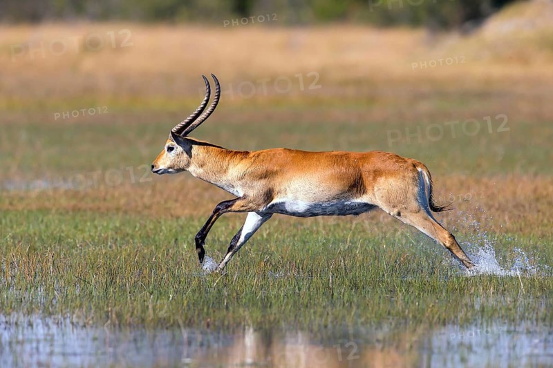 Red hartebeest, Africa, Botswana, (Kobus leche), Okovango Delta
