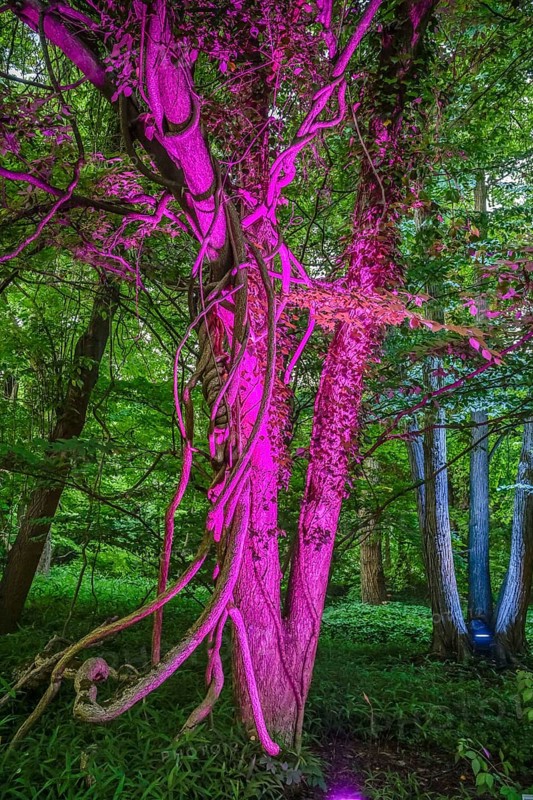 Botanical night, illuminated trees, Botanical Garden, Lichterfelde, Steglitz-Zehlendorf, Berlin, Germany