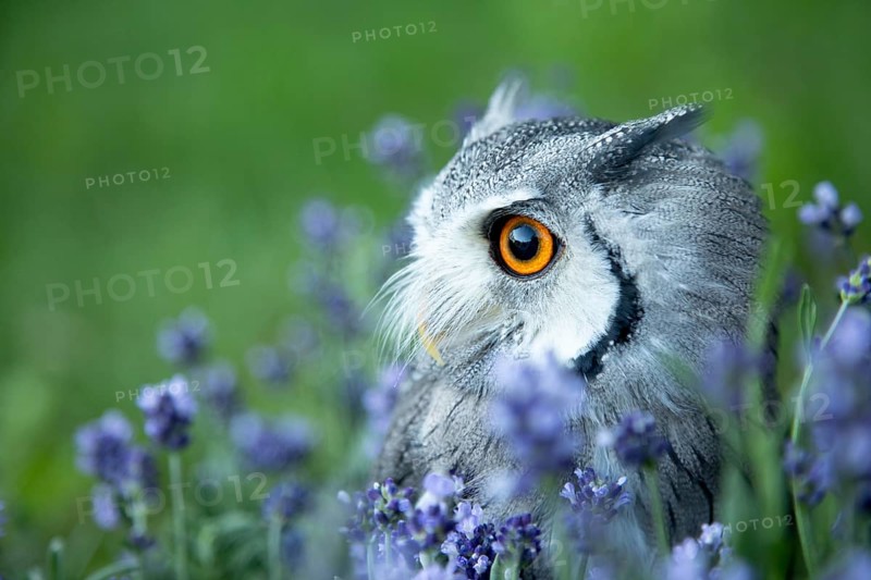 Southern White-faced Owl (Ptilopsis granti) captive, among flowers, Germany