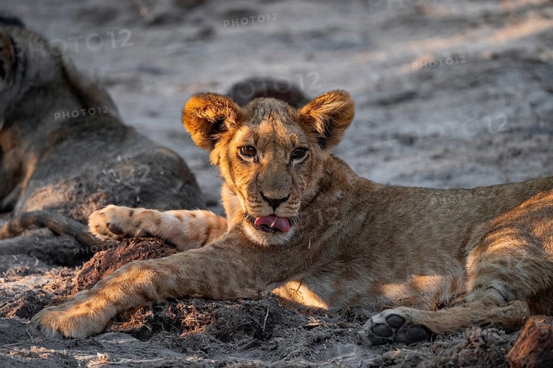 Cub, lion (Panthera leo) lying, Savuti, Chobe National Park, Botswana