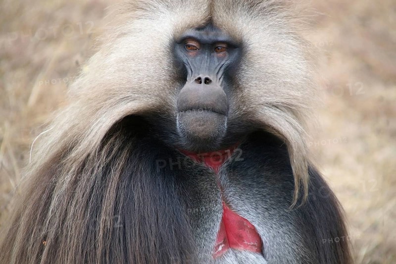 Africa, Ethiopia, Jelada, monkey, baboon, Theropithecus gelada, blood-breasted baboon, Ethiopia