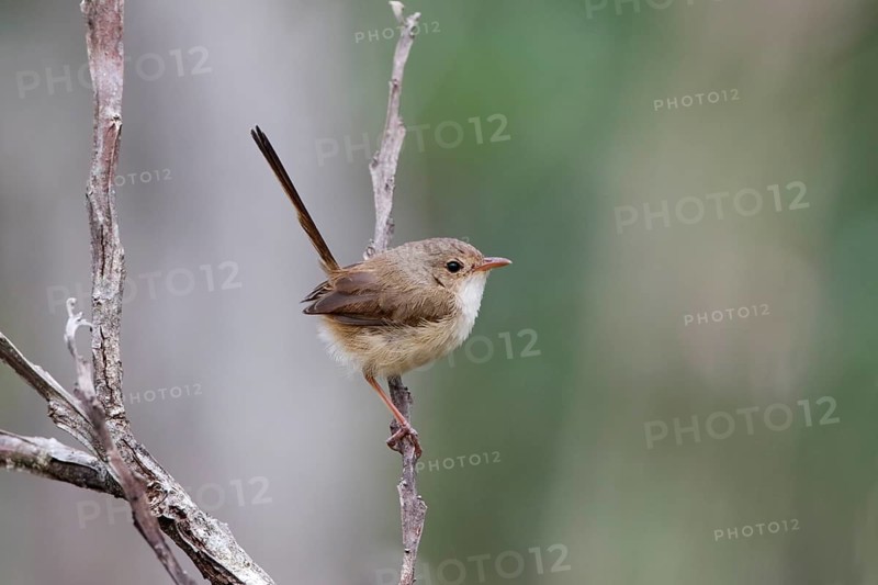 Red-backed Fairywren (Malurus melanocephalus) female perched on a branch, Queensland, Australia