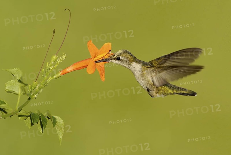 Ruby-throated Hummingbird (Archilochus colubris), Texas, USA