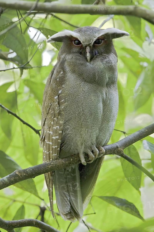 Crested Owl (Lophostrix cristata), Ecuador