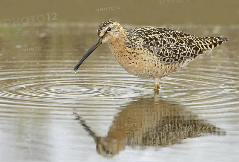 Short-billed Dowitcher (Limnodromus griseus), Manitoba, Canada