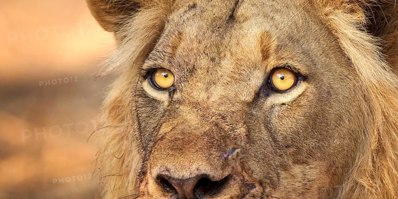 African Lion (Panthera leo) male portrait, Zambezi River, Zambia