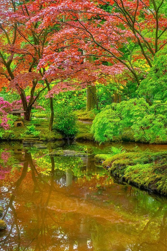 Little Japanese garden after rain, Park Clingendael, The Hague, Netherlands