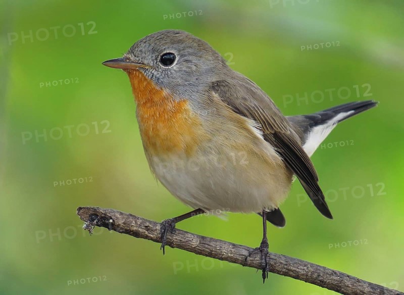 Taiga Flycatcher (Ficedula albicilla) male, Maharashtra, India