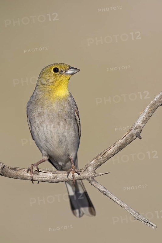 Turkey Bunting, (Emberiza cineracea), animals, birds, biotope, perch, bunting family, Lesvos, Greece