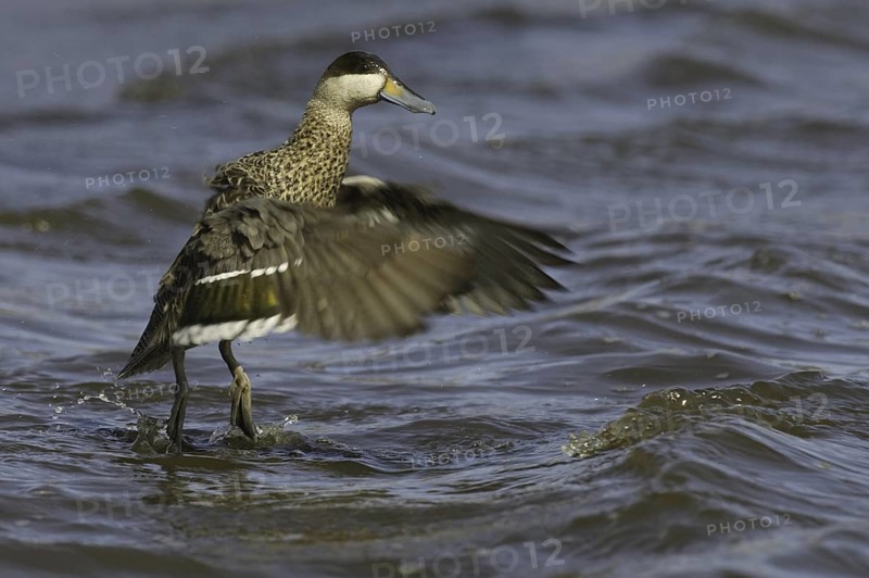 Silver Teal (Spatula versicolor), Falkland Islands