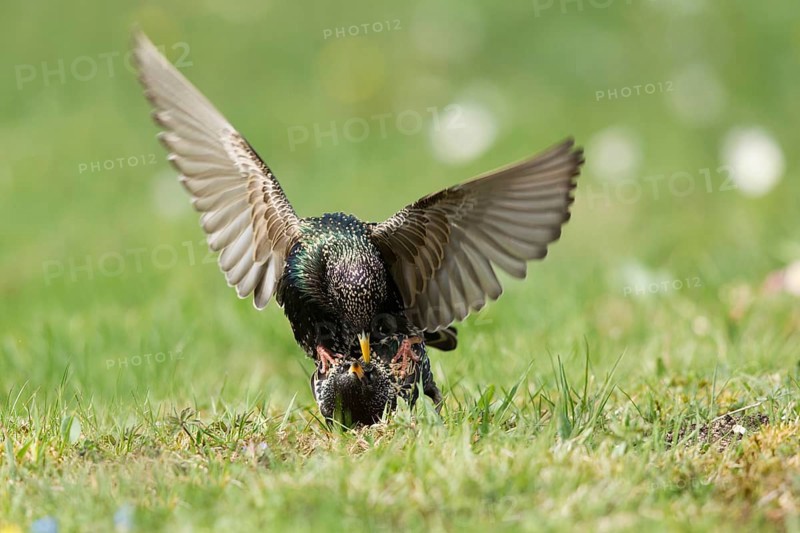 Common Starling (Sturnus vulgaris) pair mating, Bavaria, Germany