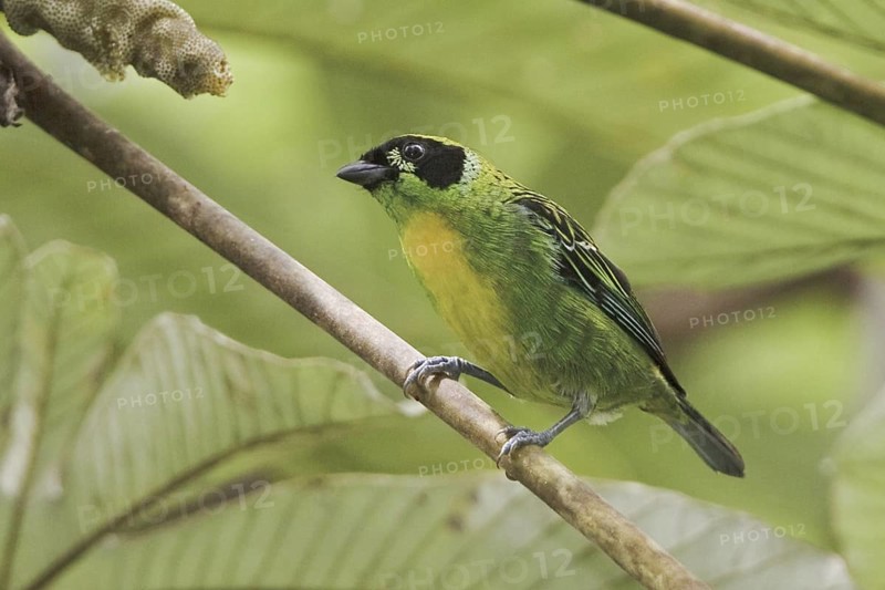 Green-and-gold Tanager (Tangara schrankii), Ecuador