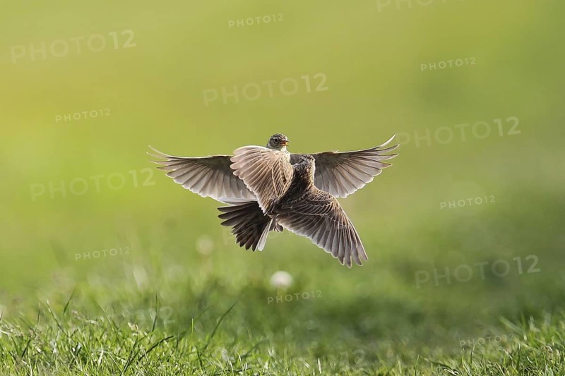 Eurasian Skylark (Alauda arvensis) fighting for territory, Hesse, Germany
