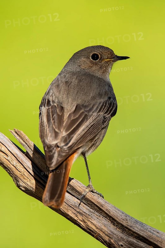 A detailed portrait of a Black Redstart, Phoenicurus ochruros, beautifully perched on a weathered branch, set against a vivid green backdrop in Andalucia