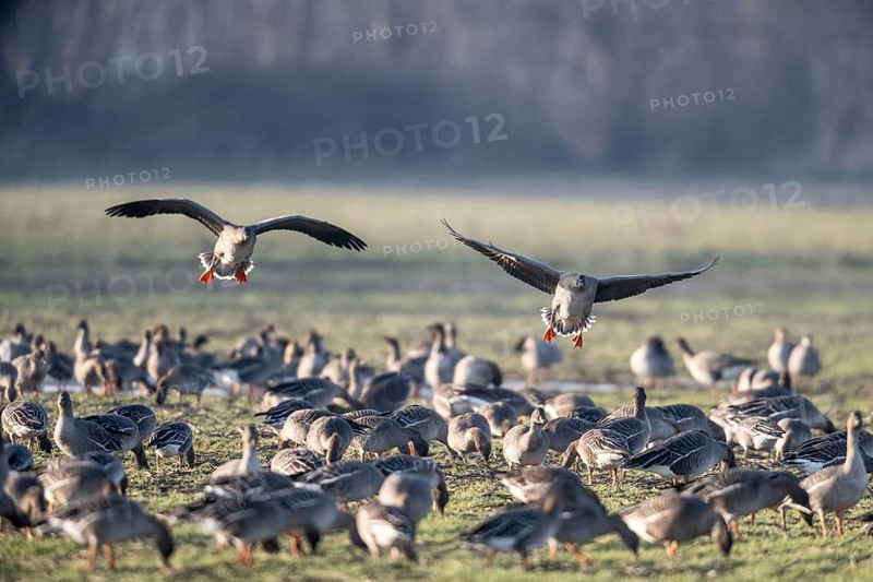 Bean geese (Anser fabalis), Emsland, Lower Saxony, Germany
