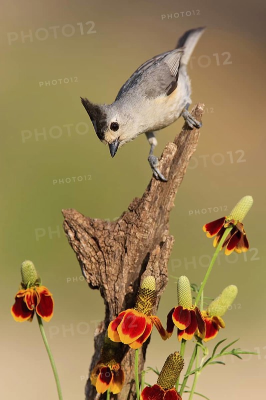 Black-crested Titmouse (Baeolophus atricristatus), Texas, USA