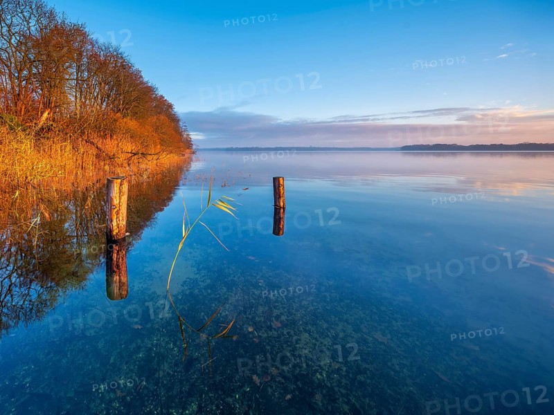 Posts and reeds in Schaalsee in the first morning light, reeds in autumn colors, Schaalsee Biosphere Reserve, Mecklenburg-Western Pomerania Germany