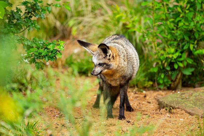 Bat-eared fox (Otocyon megalotis) walking on the ground looking for food, Bavaria, Germany