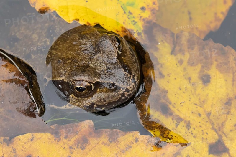 Common frog (Rana temporaria) adult amphibian in a garden pond with fallen autumn leaves on the surface of the water, Suffolk, England, United Kingdom