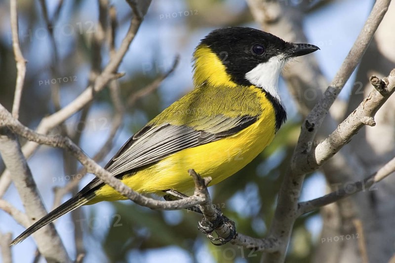 Mangrove Golden Whistler (Pachycephala melanura), Western Australia, Australia