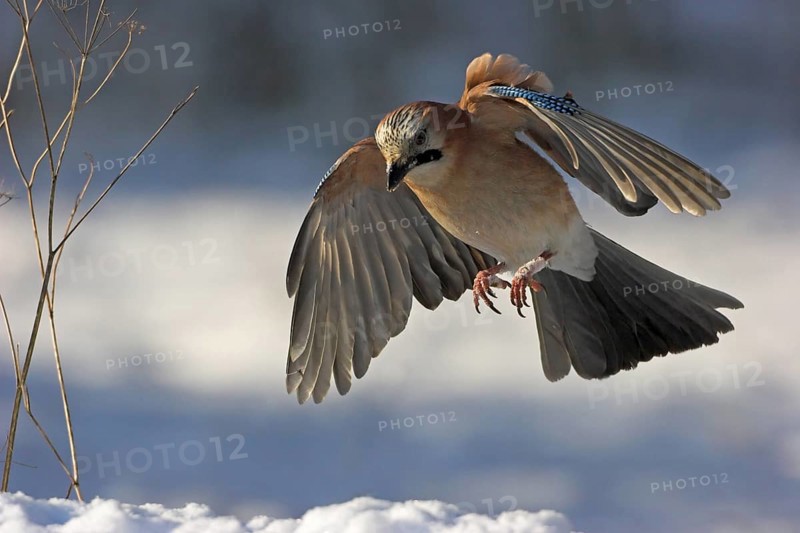 Jay, European Jay, Jay, eurasian jay (Garrulus glandarius), Geai des chênes, Arrendajo Común, Arrendajo, winter, snow, flight recording, Ormoz area, Ormoz, Podravska, Slovenia