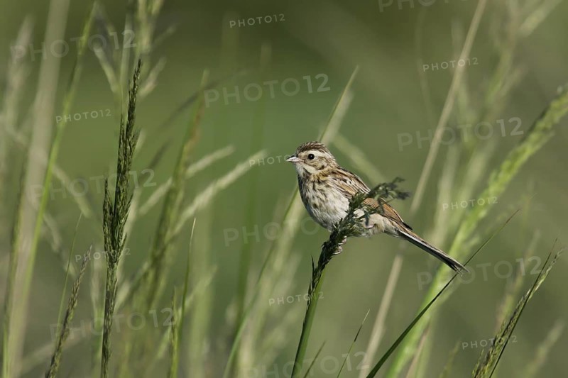Pallas's Reed Bunting (Emberiza pallasi) juvenile, Dornod, Mongolia