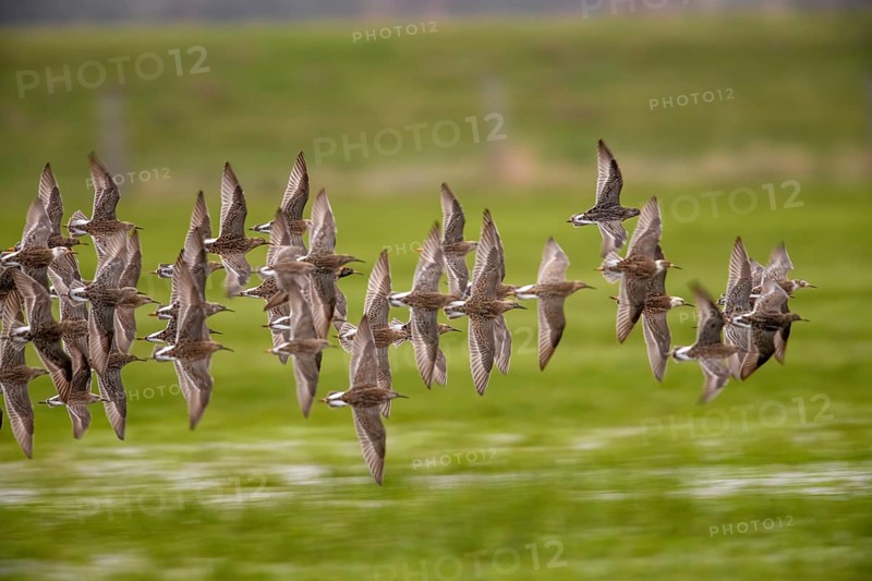 A flock of ruffs (Calidris pugnax, Syn.: Philomachus pugnax) flies close over the water, dynamic representation of wildness, Dümmer nature park Park, Lower Saxony, Germany