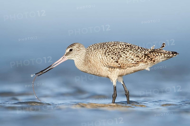 Marbled Godwit (Limosa fedoa), Texas, USA
