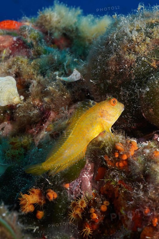 Variable blenny (Parablennius pilicornis) in the Mediterranean Sea near Hyères. Dive site Giens Peninsula, Côte dAzur, France