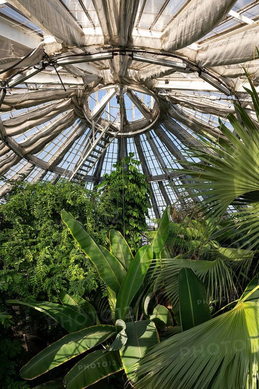 View of lush tropical vegetation up to a decorative domed glass roof structure, historic greenhouse, Palm House, Botanical Garden or Botanisk Have, University, Copenhagen, Denmark