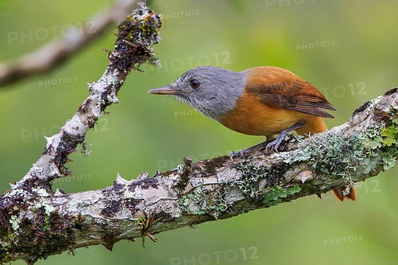 Grey-hooded Attila (Attila rufus) perched on a branch in the Atlantic rainforest of southeast Brazil