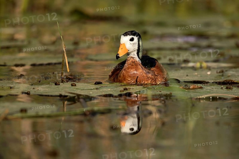 African Pygmy Goose (Nettapus auritus), Lake Hawassa, Ethiopia