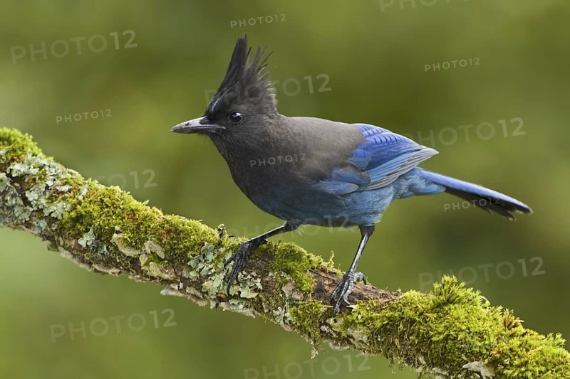 Steller's Jay (Cyanocitta stelleri), British Columbia, Canada