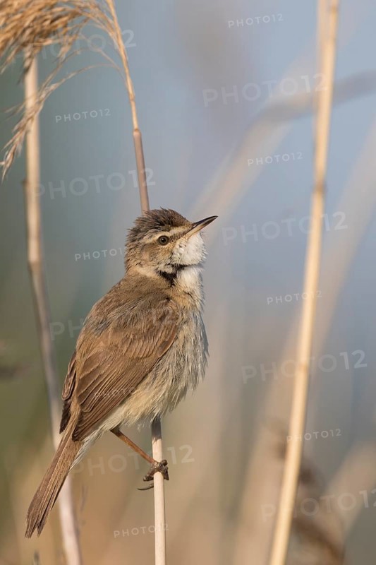 Paddyfield Warbler - Feldrohrsänger - Acrocephalus agricola ssp. septimus, Russia (Ural)