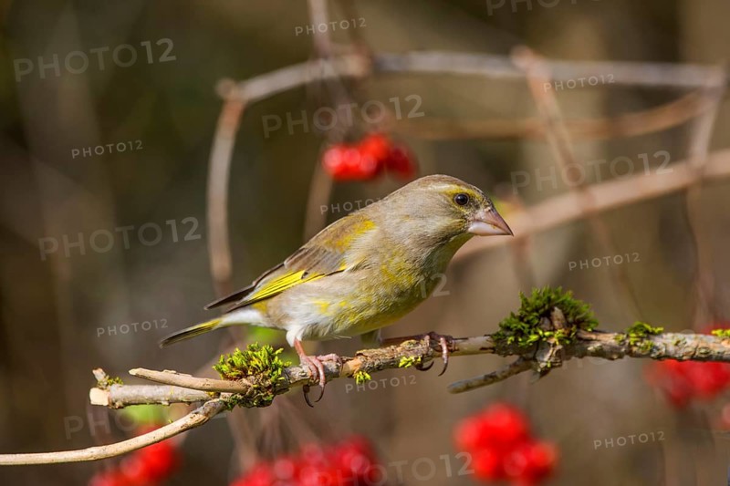 Greenfinch (Carduelis cloris) male on a branch with red berries and curved branches, Baden-Württemberg, Germany