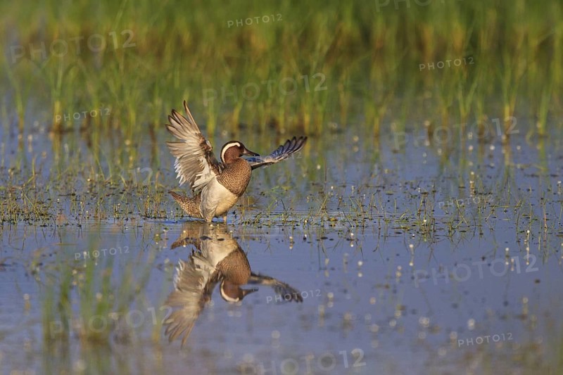 Garganey (Spatula querquedula) male, Greece