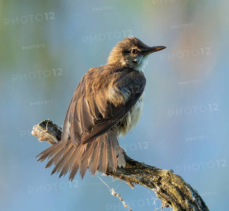 Great Reed Warbler (Acrocephalus arundinaceus) standing on an old branch and spreading its wings, blue water behind, Lower Saxony, Germany