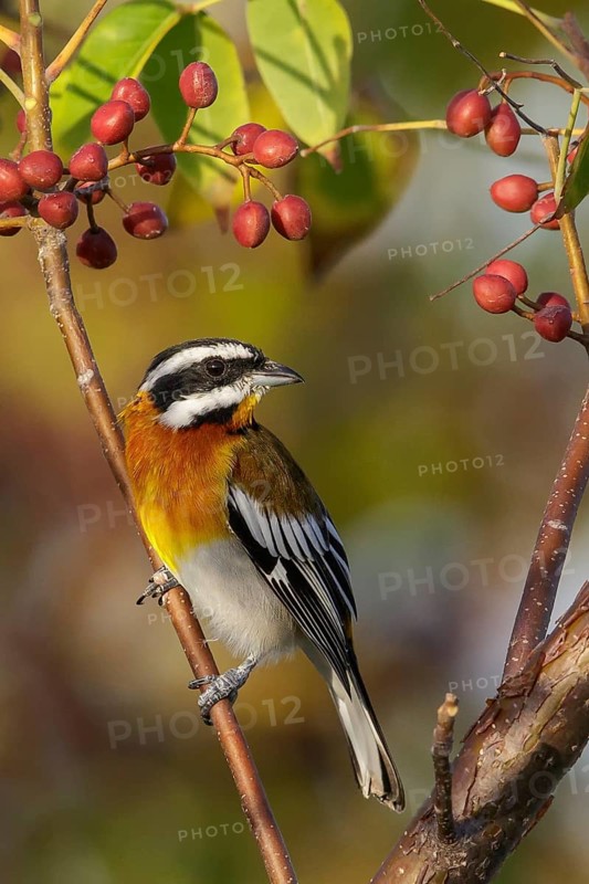Western Spindalis (Spindalis zena) perched on a branch in Cuba